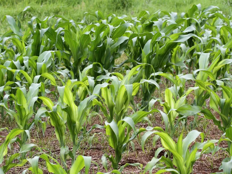 Interveinal chlorosis in maize on black soil. Illustrative — actual symptoms vary.