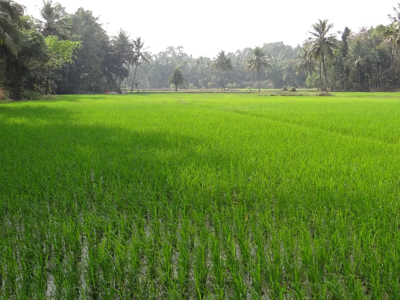Paddy field on alluvium — Karnataka after the rains.