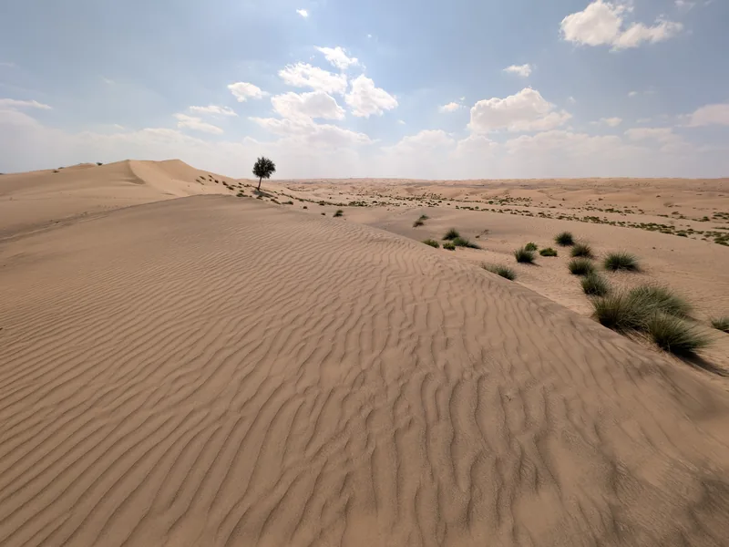 Khejri tree (Prosopis cineraria) — the keystone tree of Thar Desert farming.
