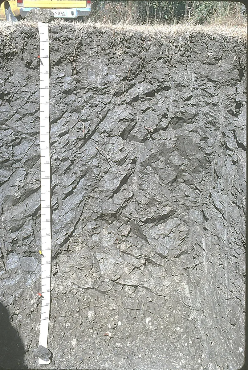 A black-soil pit dug at ICRISAT's research farm near Hyderabad. The dark layer goes down more than a metre — what farmers feel when their plough strikes a hard layer below. The wedge-shaped lumps on the right are how this soil breaks after years of swelling in monsoon and shrinking in summer.