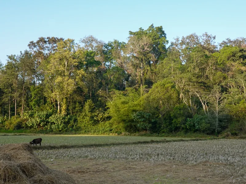 Hill agriculture in Coorg — paddy fields below the forest treeline.