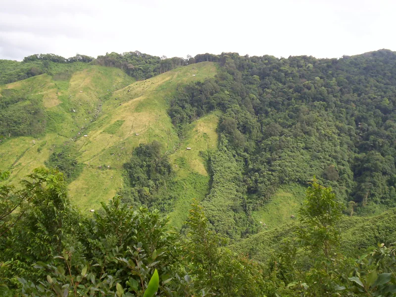 Jhum (shifting) cultivation — Nokrek Biosphere Reserve, Meghalaya.
