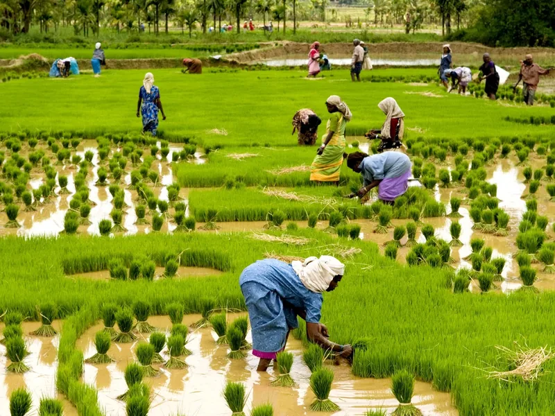 Farmers preparing rice seedlings in a Kuttanad padasekharam.