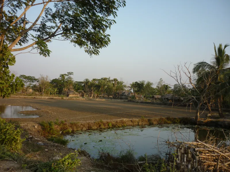 Sundarbans countryside — peaty-marshy delta with tide-influenced fields.