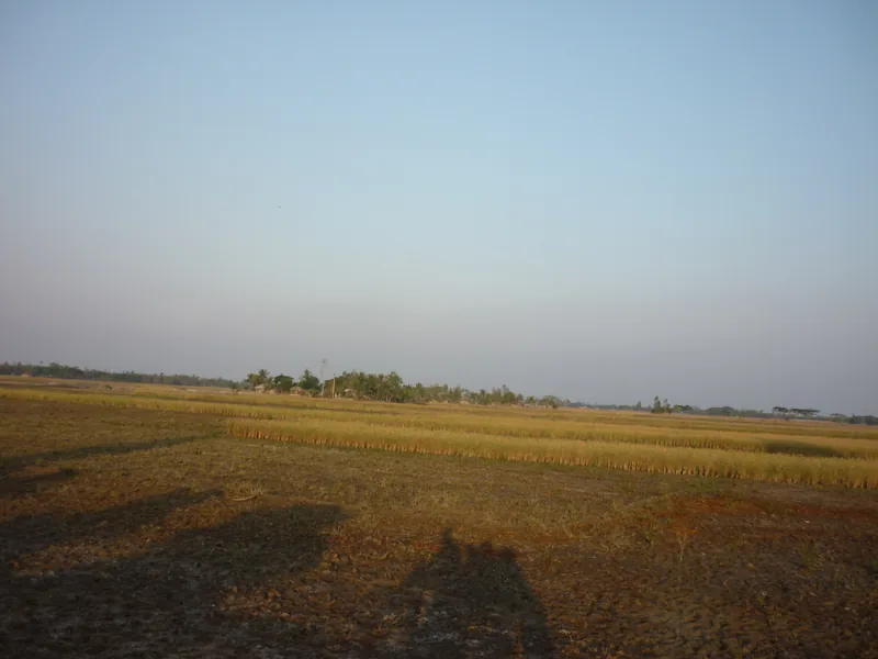 Coastal Bengal paddy fields, Sundarbans — bunded against saline tides.
